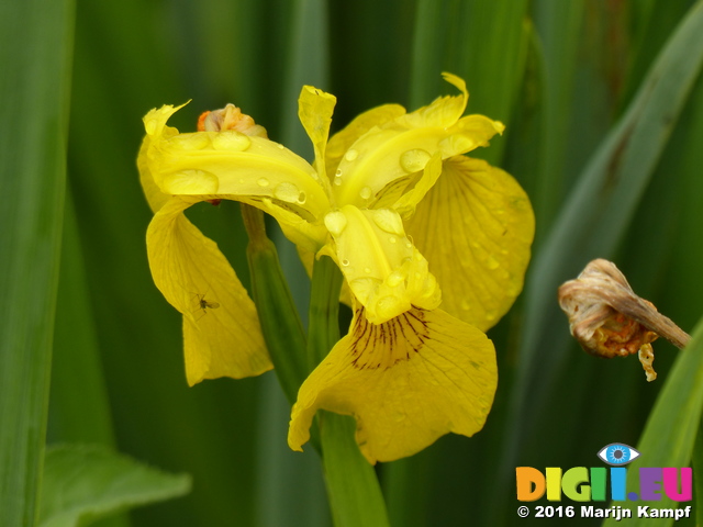 FZ030295 Yellow Iris